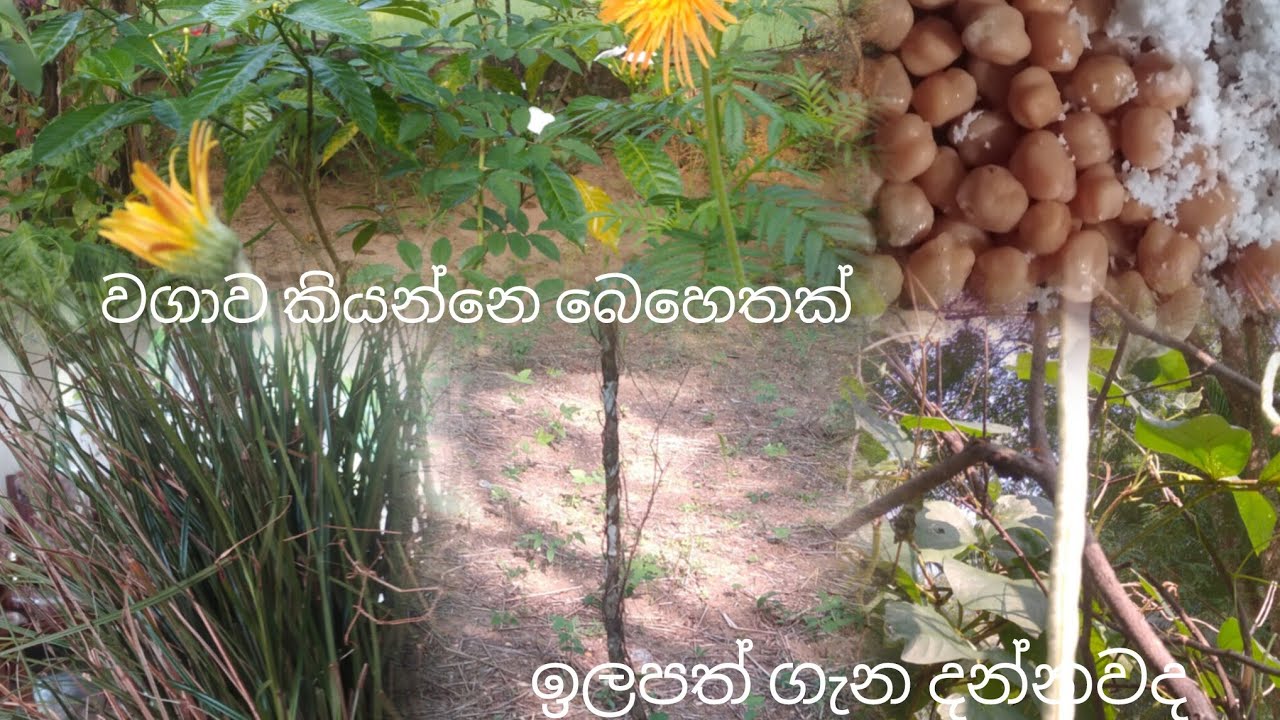 මගේ වත්තෙන් ටිකක්..ලස්සන පරිසරයක් 🍃🌱🌴