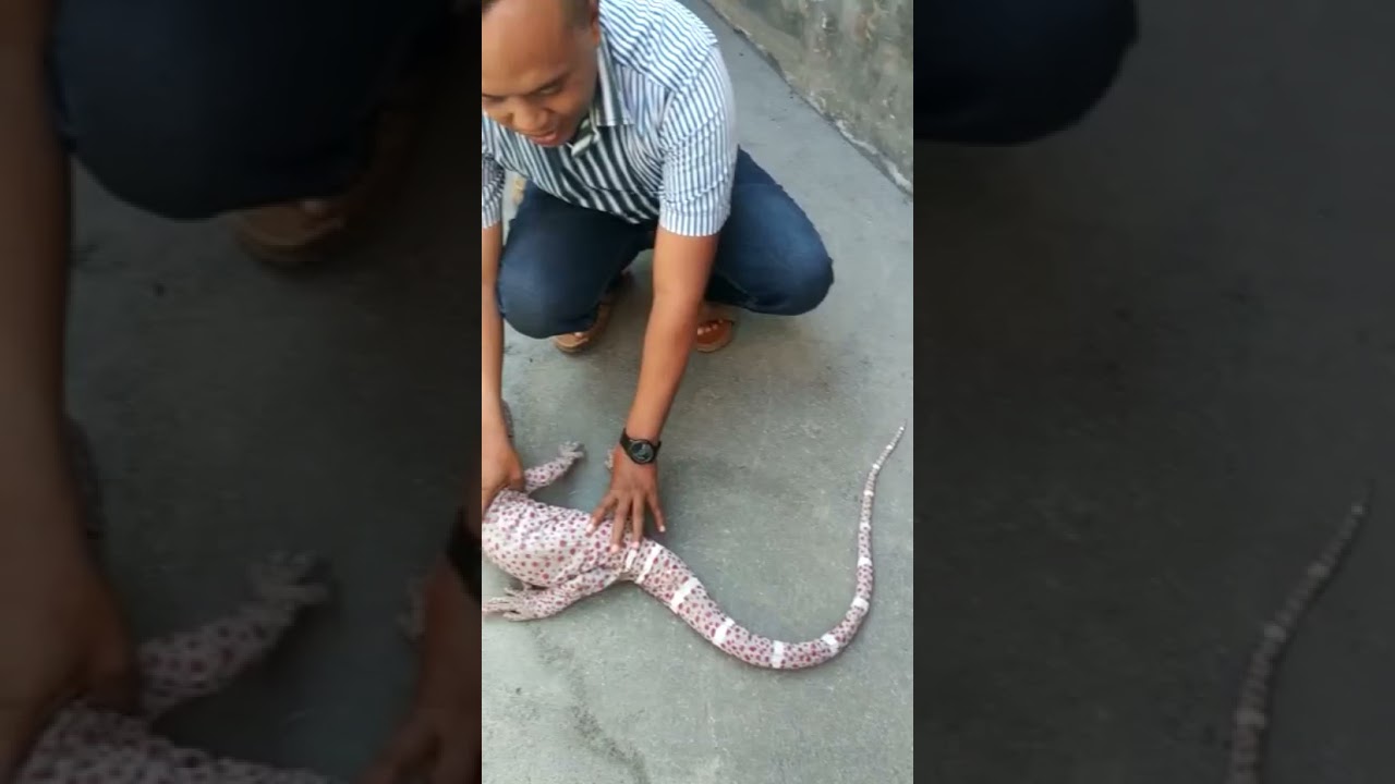 TOKEK TERBESAR Dan TERMAHAL HARGA 1 TRILIUN