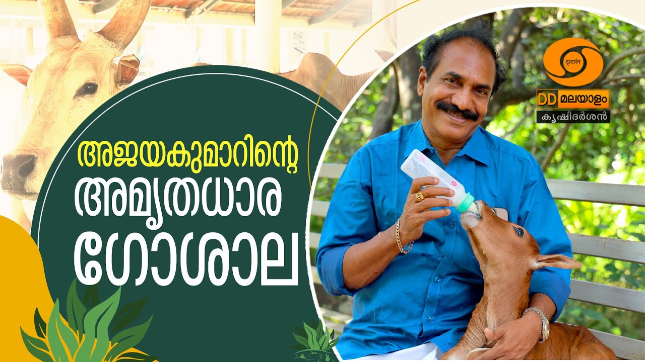 അജയകുമാറിന്റെ അമൃതധാര ഗോശാല || DD MALAYALAM || KRISHIDARSHAN || #krishitips