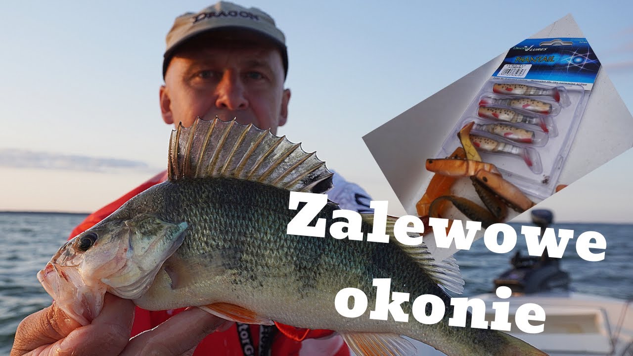 Zalewowe okonie