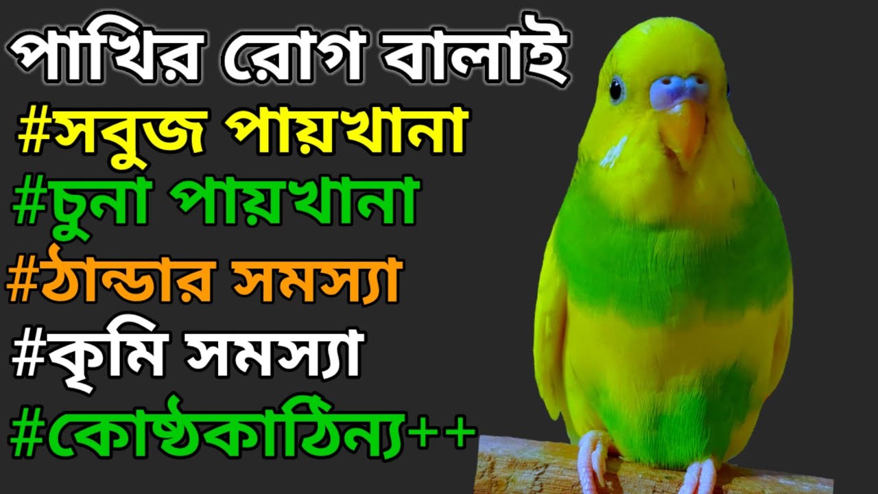 বাজরিগার পাখির রোগ বালাই ও চিকিৎসা|Diseases of Budgies & Treatment.