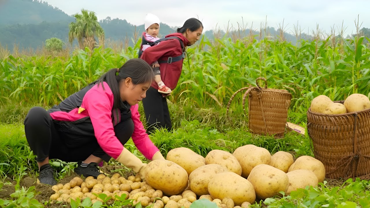 Harvesting potatoes with my mother in law to sell at the market - New mushroom growing season