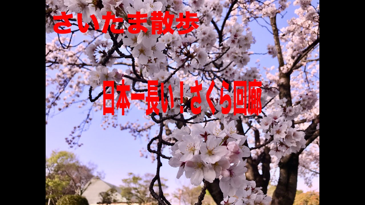 日本一長い！桜回廊＠さいたま散歩