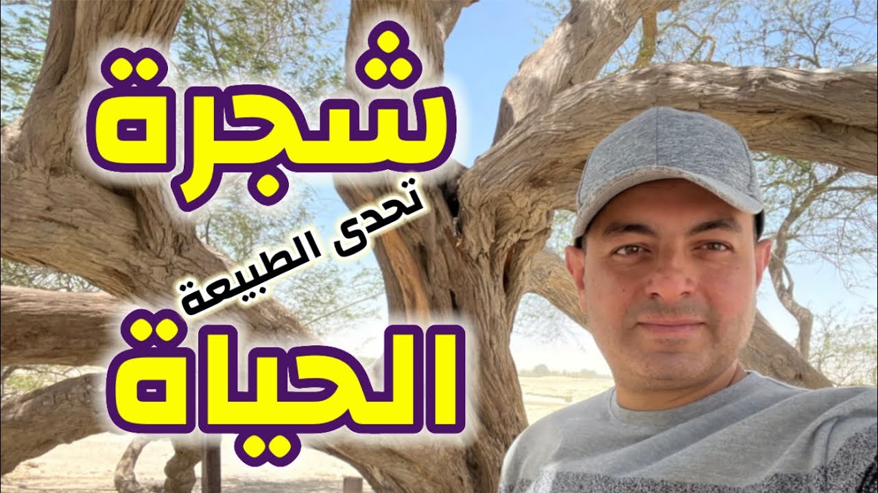 شجرة الحياة فى البحرين | تحدى للطبيعة | Tree of life in Bahrain | a challenge to nature