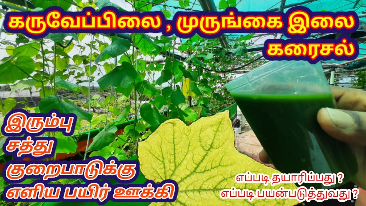 இரும்பு சத்து பயிர் ஊக்கி | கருவேப்பிலை முருங்கை இலை கரைசல் | Simple remedy for iron deficiency