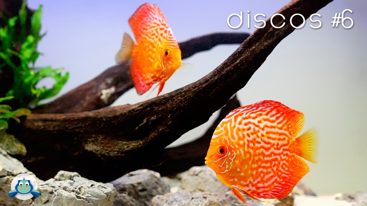 El AGUA de un ACUARIO de DISCOS