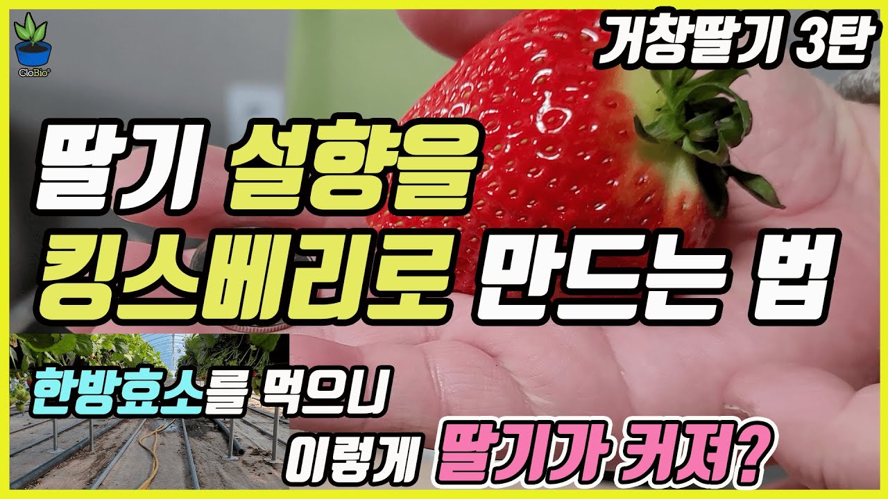 딸기 설향을 한방효소를 이용하여 킹스베리급 딸기로 만드는 방법 ! 2화방 설향 개당 무게가 60g~80g  !! 한팩 12개 약  700g !! 당도 12.5  거창딸기-3탄