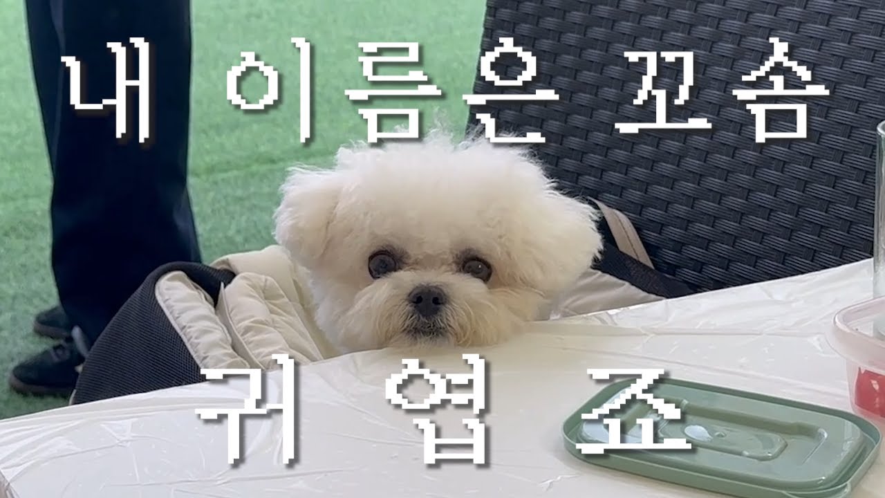 안녕하세요 꼬솜이에요