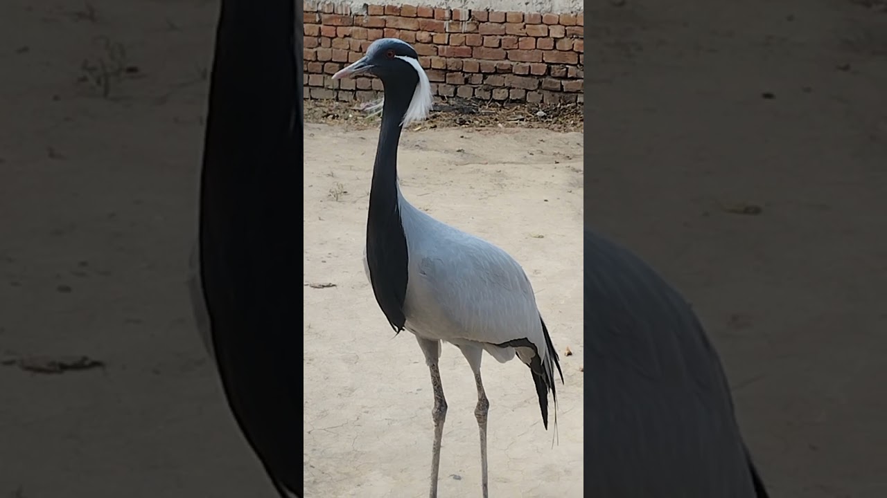 India Pakistan wildlife kitchen Subscrib bannu Crane birds hunting season