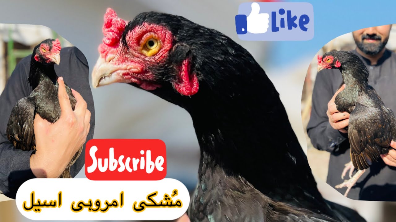Chacha Alamsheri wale mushke murge k lie nayab mushki amrohi aseel murgi🐔❤️.