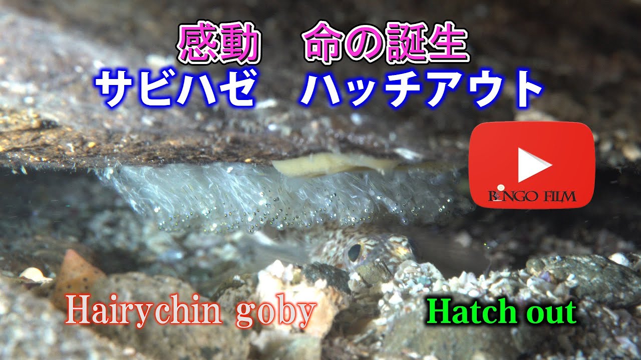 感動　命の誕生　サビハゼ　ハッチアウト　#ハッチアウト　#hatchout