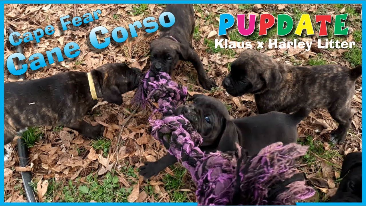 Cane Corso Pups Playtime & Raw Feeding