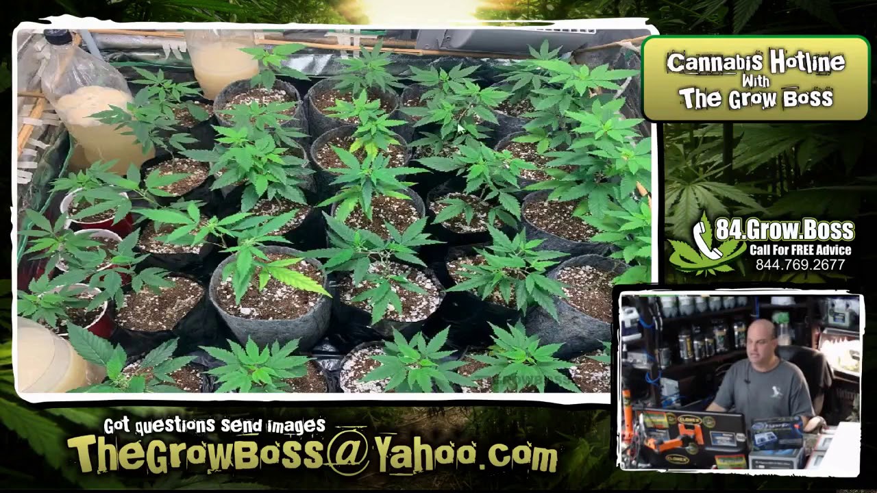 LEARN TO GROW WEED