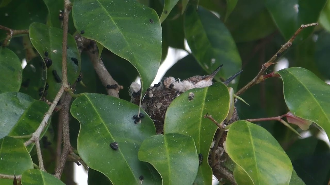 2023.04.29 - 100 0001 - Centerside - day 15