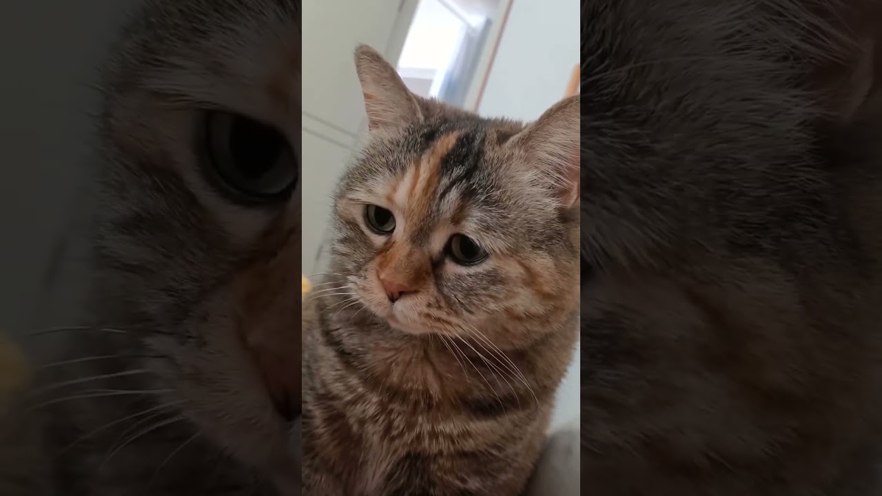 Gato triste meme plantilla original