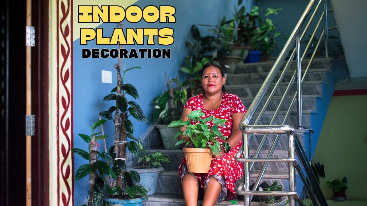 Best Indoor Plants in Nepal for Home Decoration I Indoor Plant Decoration Ideas I Garden Design