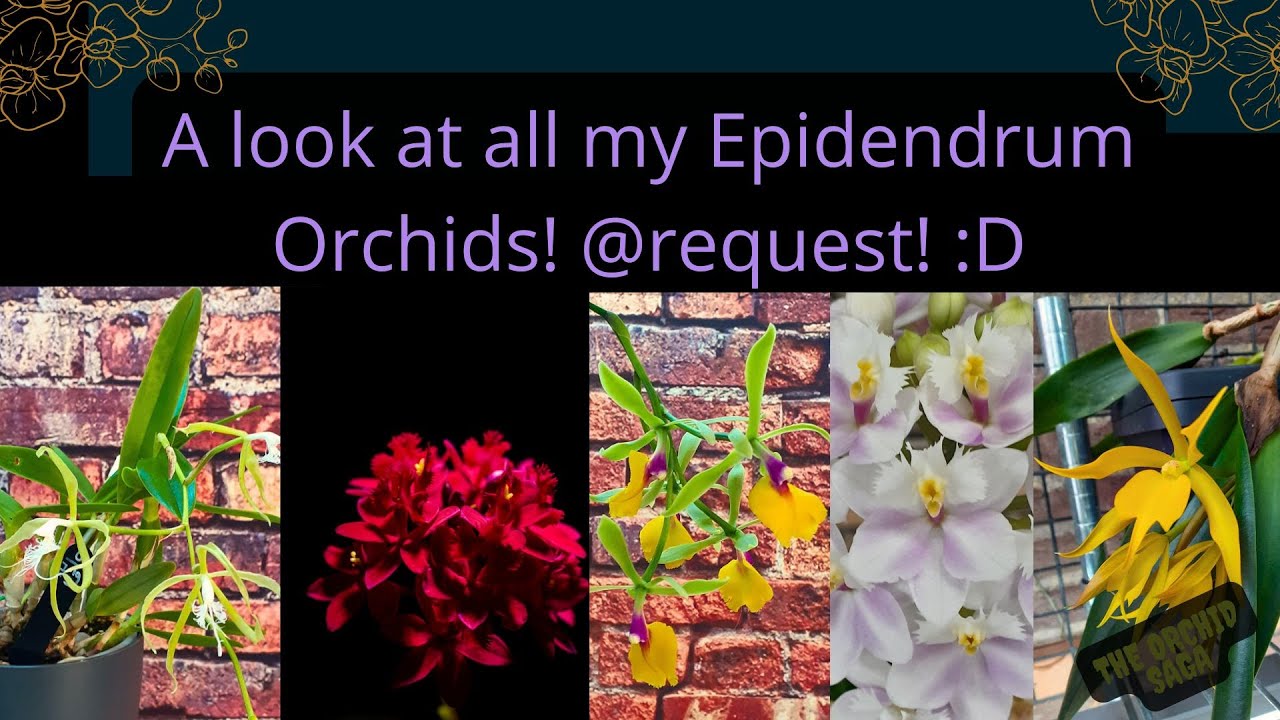 A look at all my Epidendrum orchids! @request