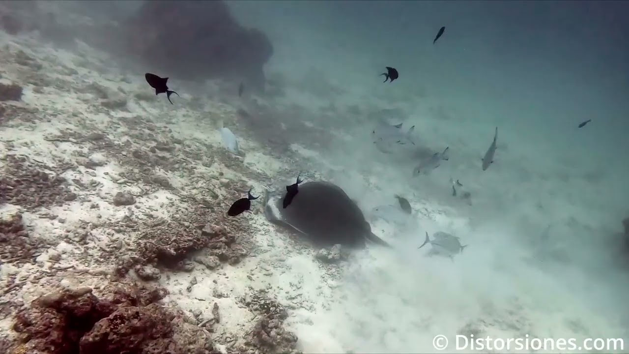 10052025 Hulhumalé - Shark Tank 2