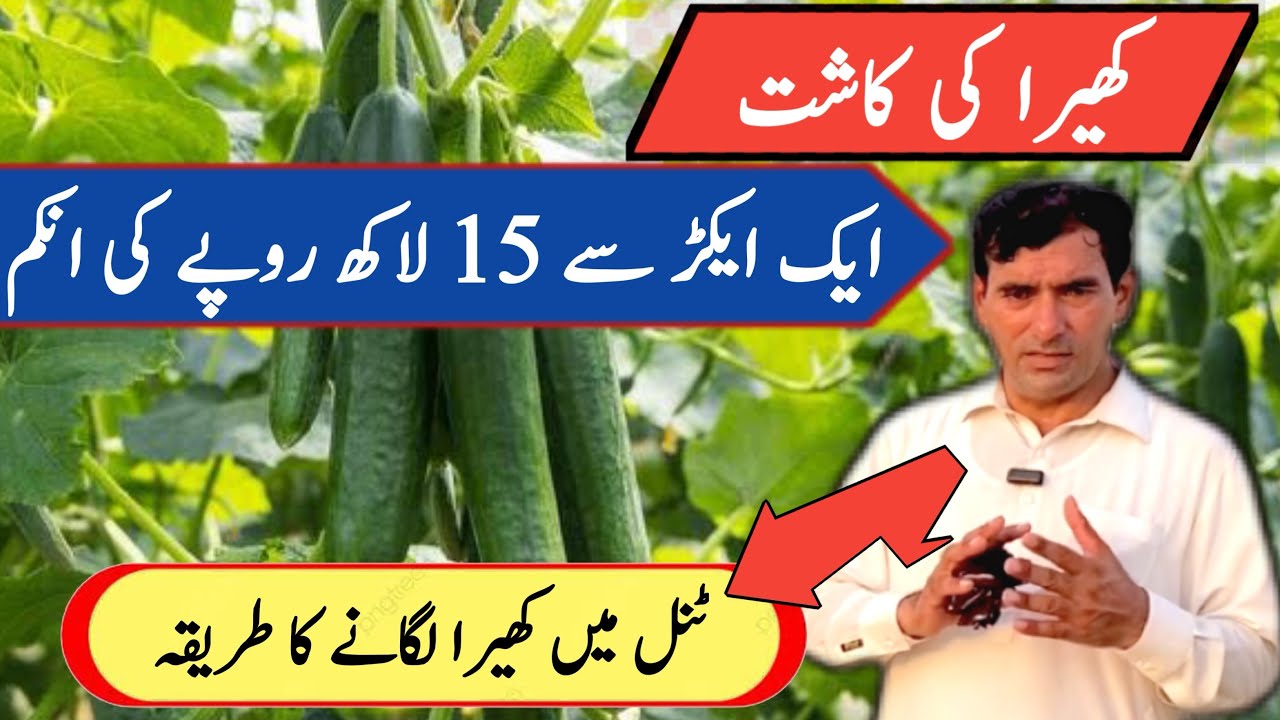 Cucumber Farming | Tunnel farming | khreera ki farming in pakistan