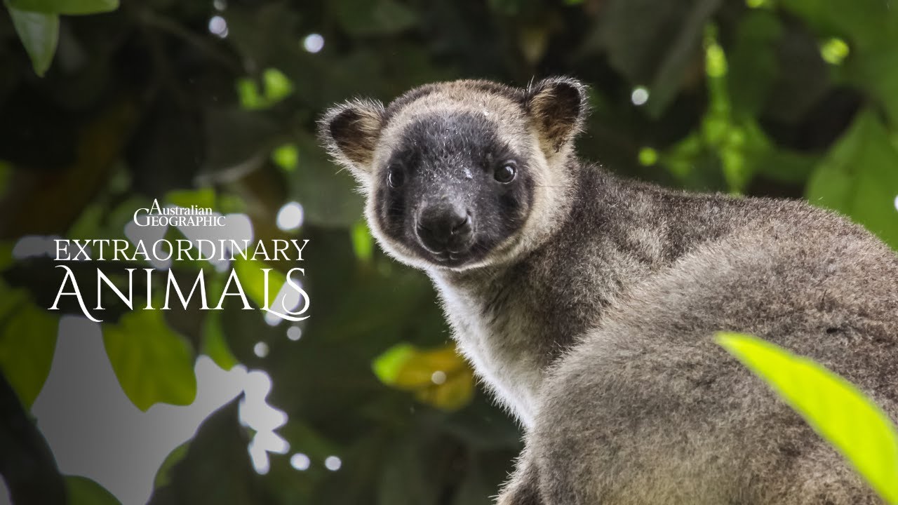 Extraordinary Animals: Tree Kangaroos
