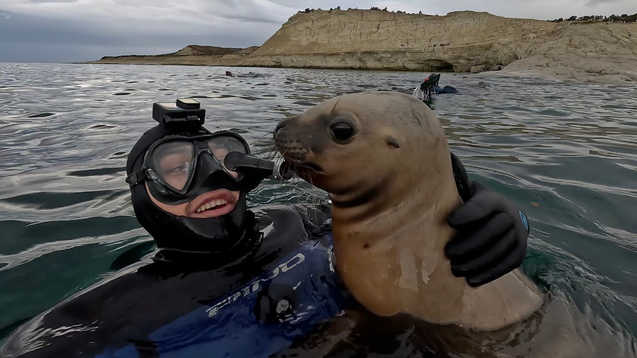 Подводное плавание с морскими львами в Пуэрто-Мадрине, Аргентина.