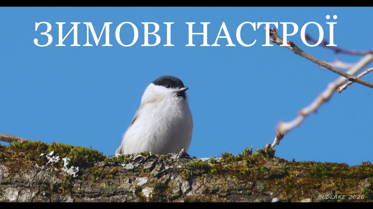 ЗИМОВІ НАСТРОЇ. Кінозамальовка