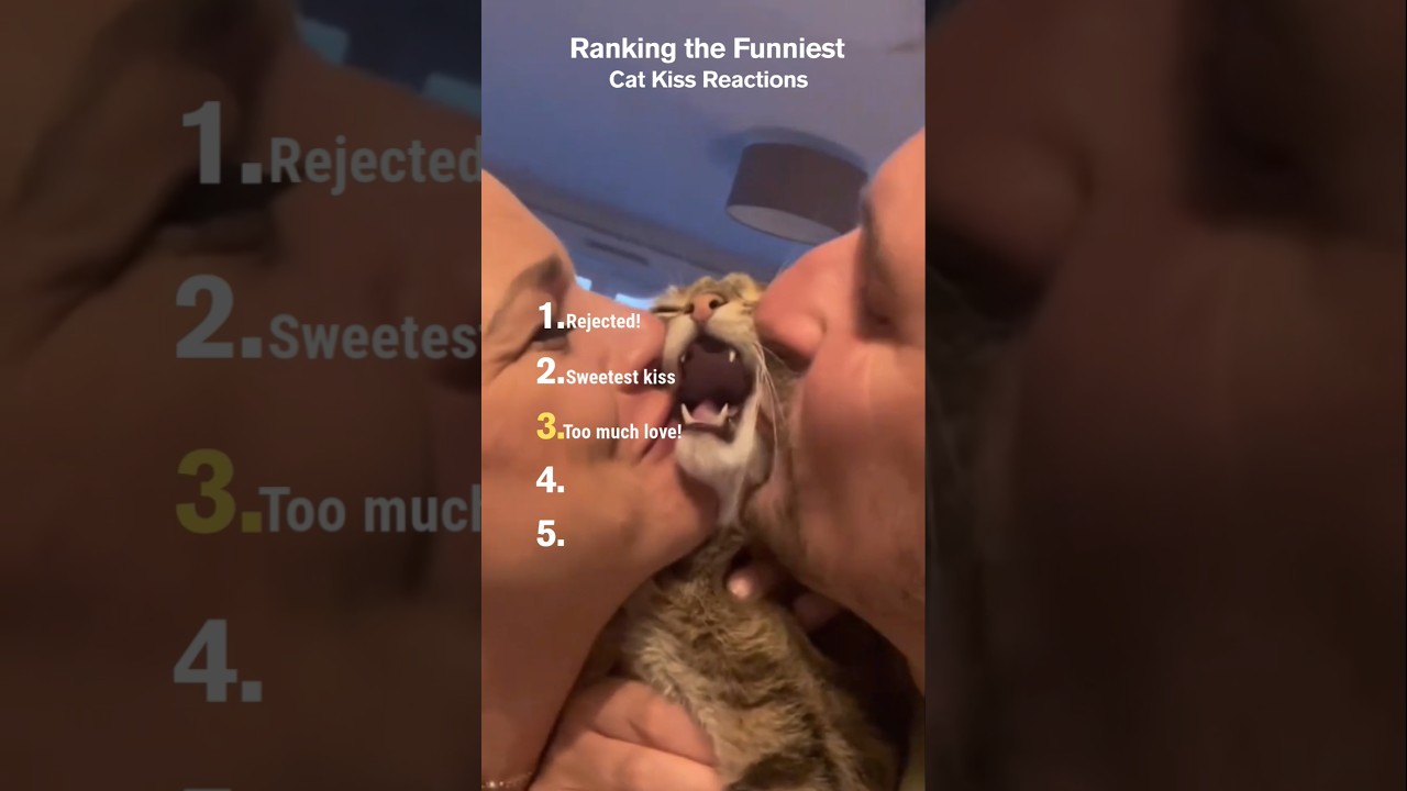Ranking the Funniest Cat Kiss Reactions 😽😂