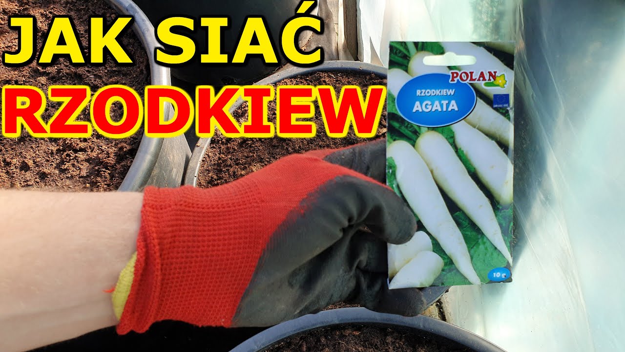 Jak i kiedy siać Rzodkiew do Gruntu i w Donicy | Uprawa Rzodkwi w ogrodzie