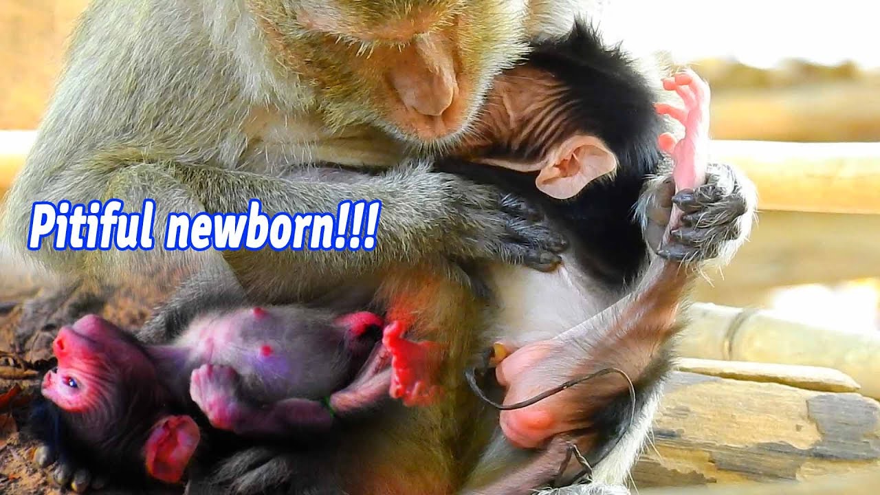 Most cutest newborn monkeys, Pitiful newborn baby weakness by lacking milk and mom ignore with baby