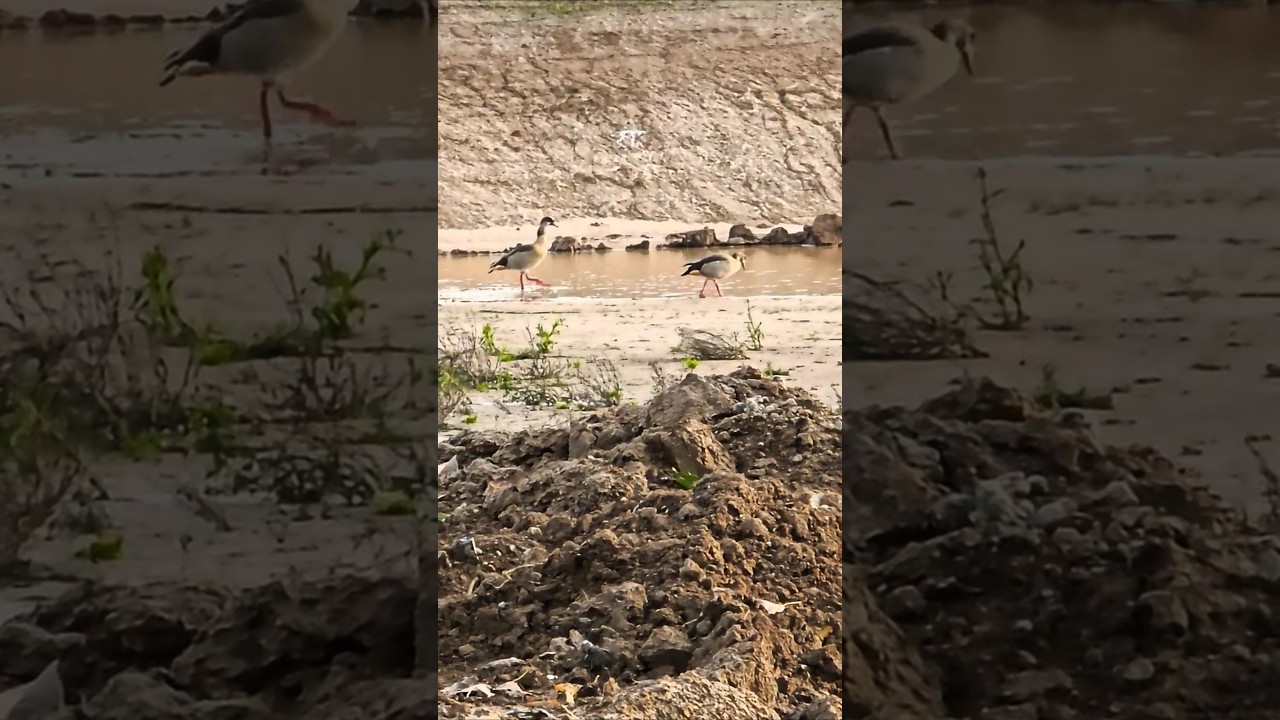 Первые жители нового водного буфера 