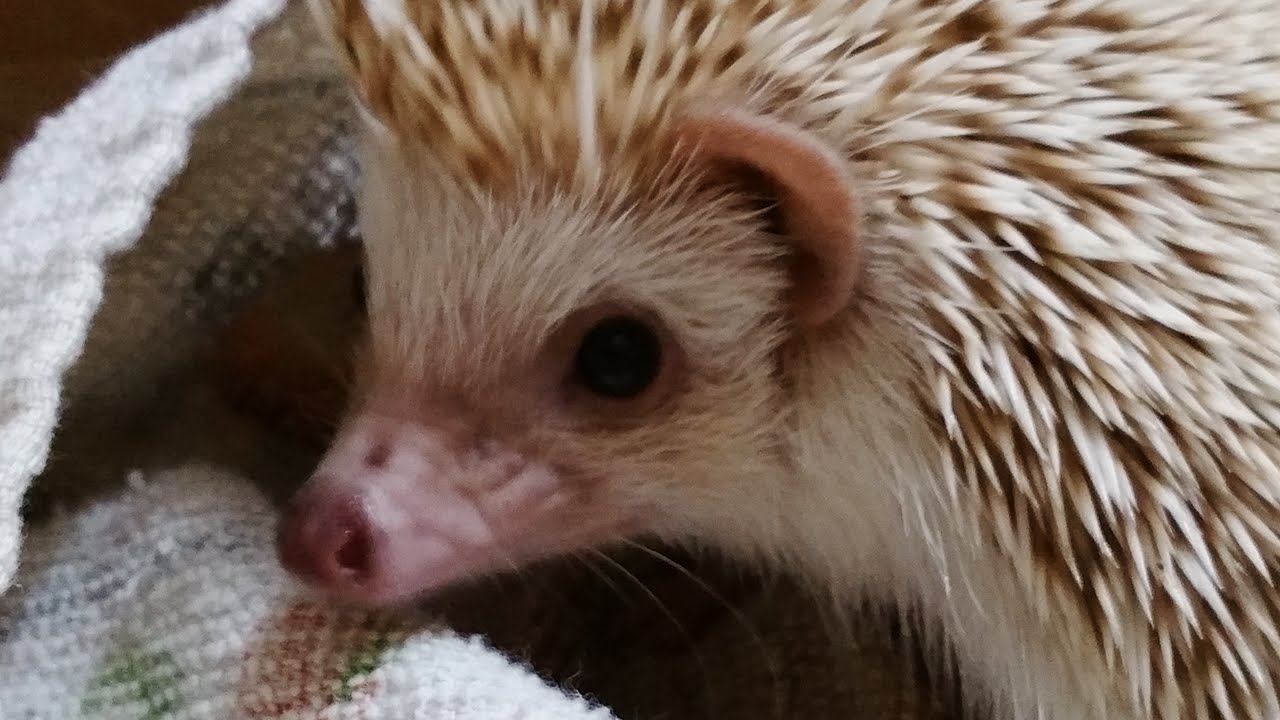 Hedgehog's Defense Mechanism in Super Slow Motion (240fps)