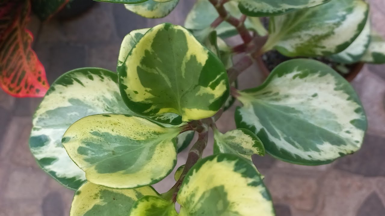 Como fazer muda da peperomia obtusifolia variegata e dicas de substrato!