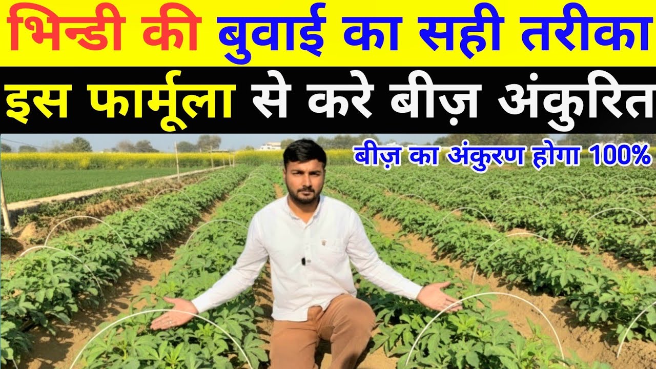 भिन्डी के बीज़ को इस विधि से करे अंकुरित !! गारन्टी के साथ बीज़ होगा अंकुरित !! Bhindi ki kheti