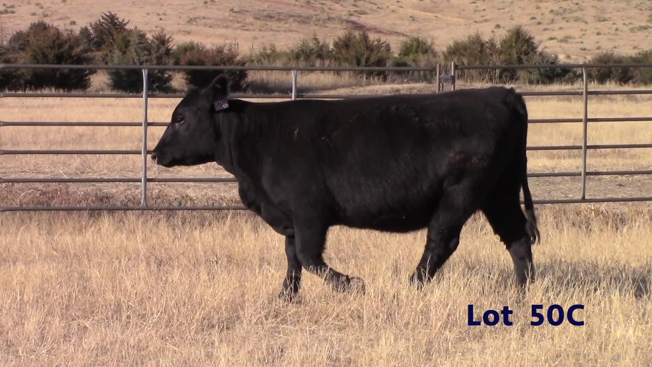 Bear Mtn 2019   Lot 50C
