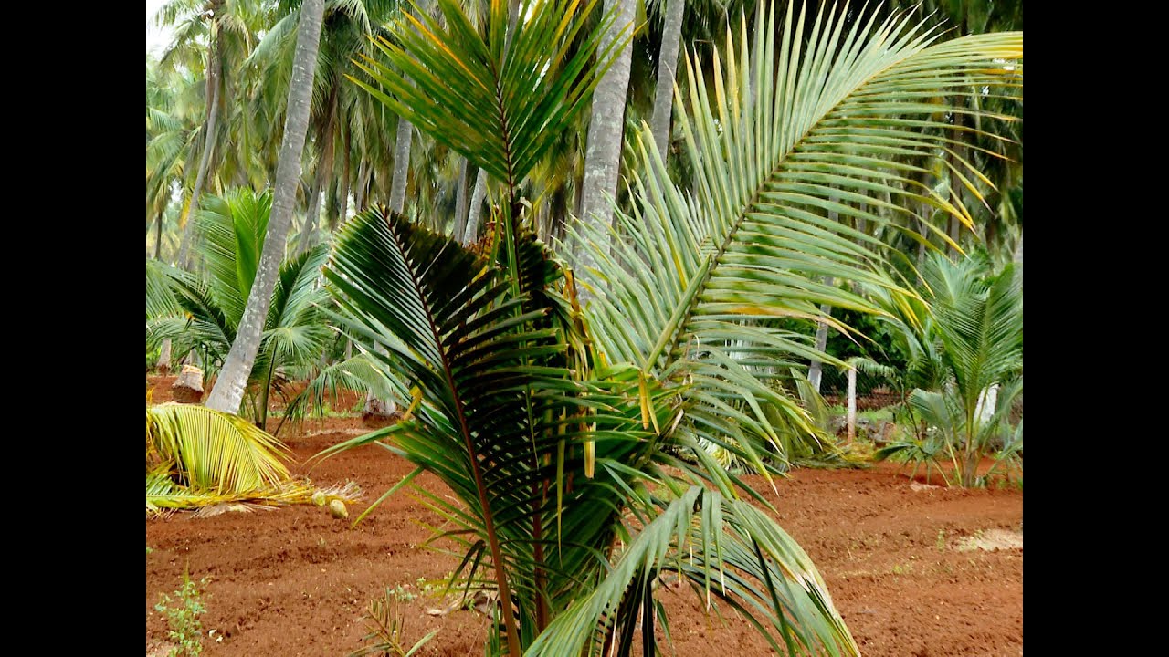 Coconut Rhinocerous beetle management - தென்னை காண்டமிருக வண்டு மேலாண்மை முறைகள்