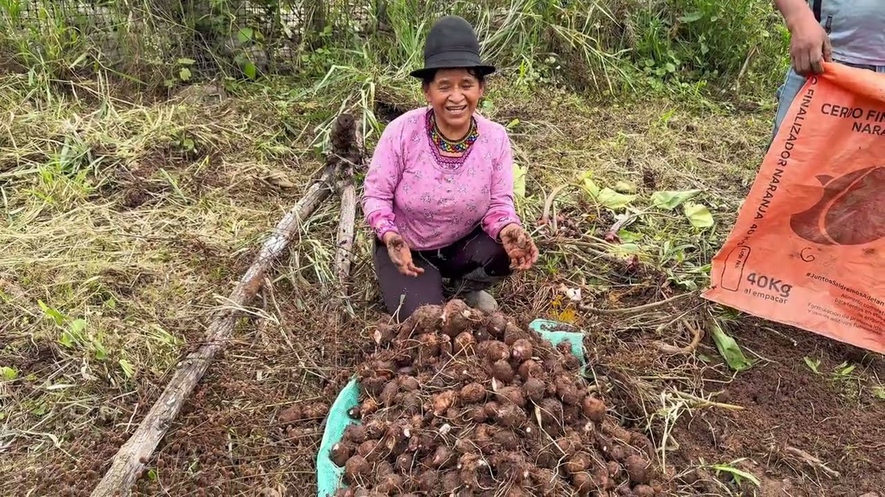 Asi se cosecha la papa china de la manera mas facil