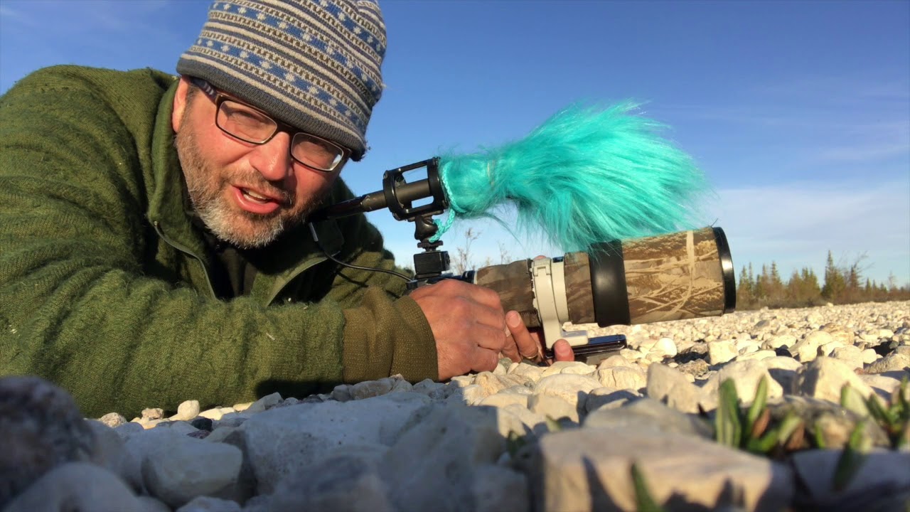 Churchill Manitoba on Hudson Bay Bird Photography & Video—Shooting with Sparky