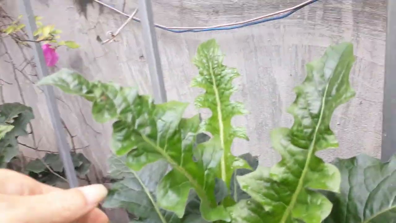 Hoa đồng tiền siêu dễ trồng