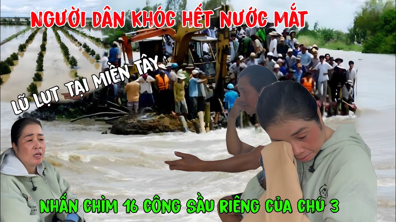 ”vỡ đập”nhận chìm hơn 16 công sầu riêng thiệt hai hàng tỷ đồng của vợ ck chú Ba.tại Tân Hưng LA.