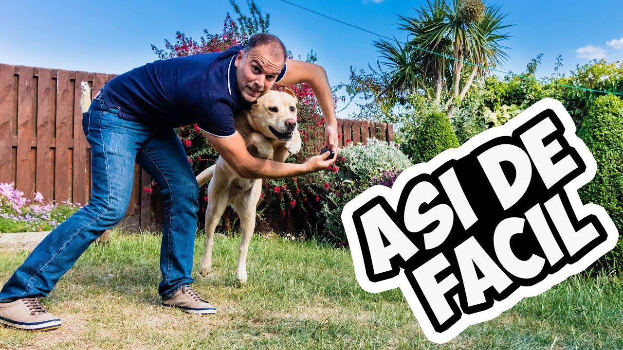 IMPRESIONA a tus AMIGOS con Este TRUCO - ADIESTRAMIENTO CANINO