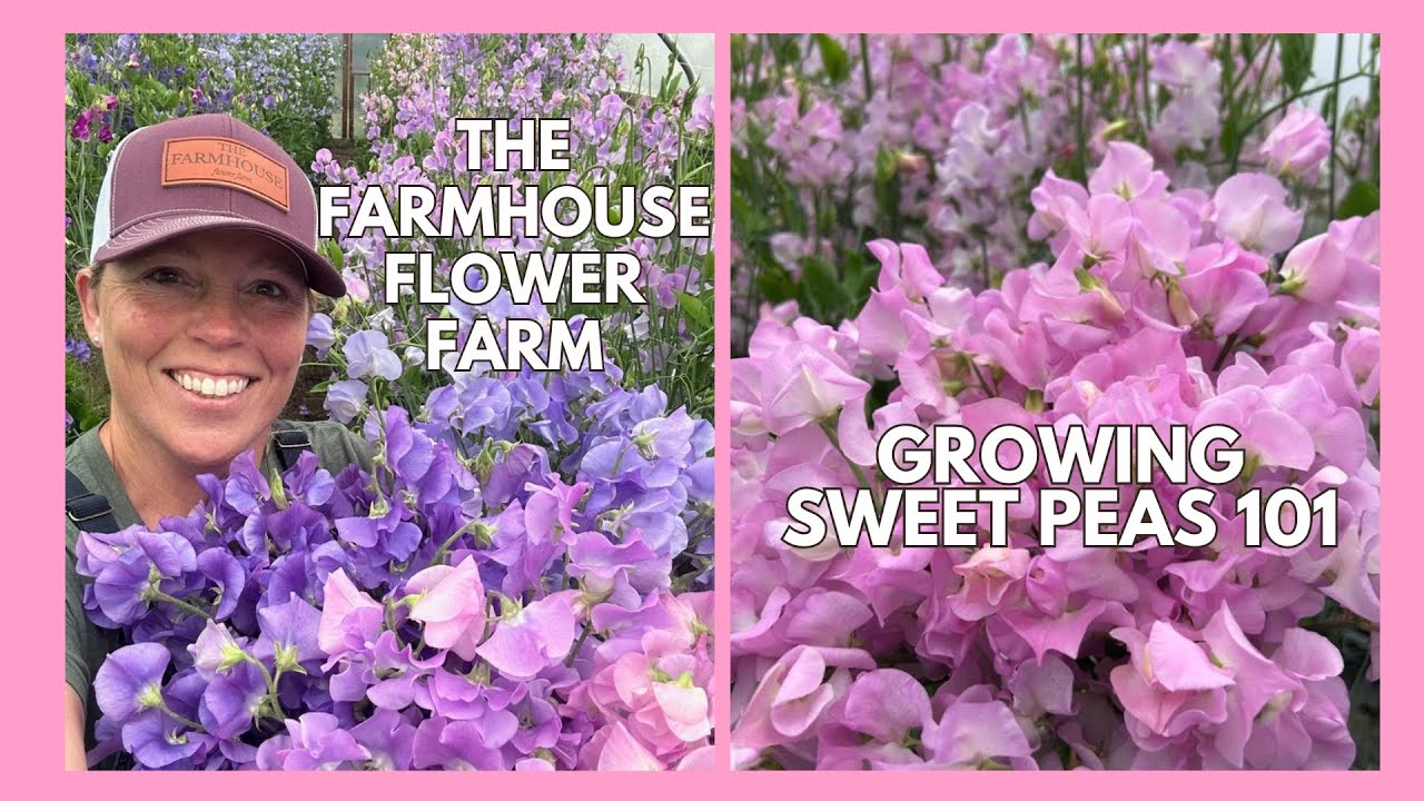 Growing Sweet Peas:Expert Advice, New Varieties, and More with The Farmhouse Flower Farm