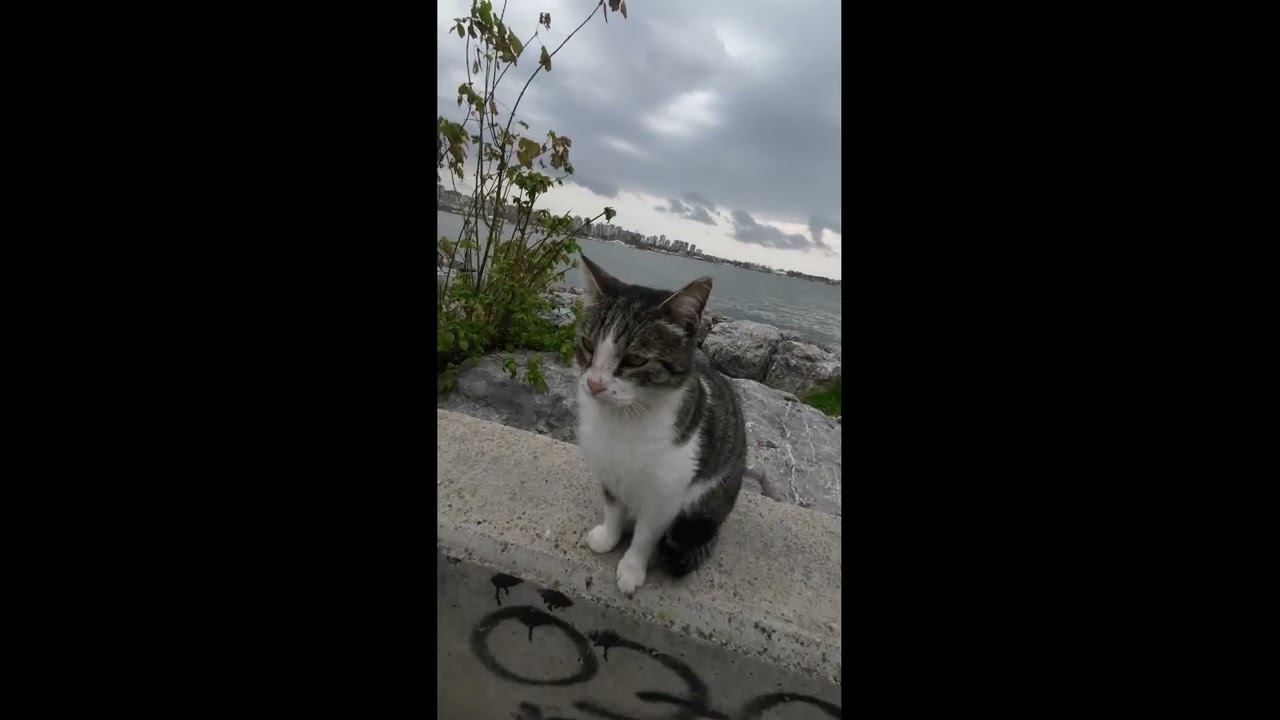 İSTANBUL MODANIN KEDİLERİ                                           #asmr #travel #cats #catvideos