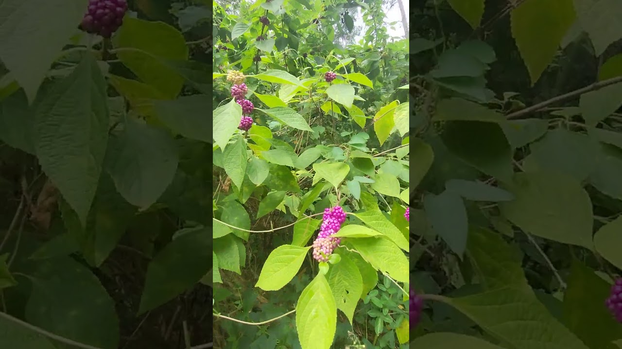 mostly beauty berry and skunk vine fill the gaps