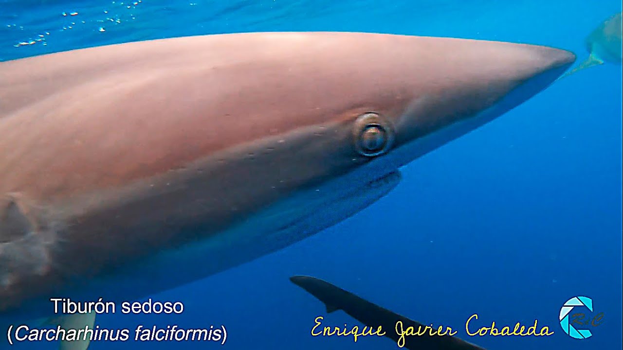 Los tiburones