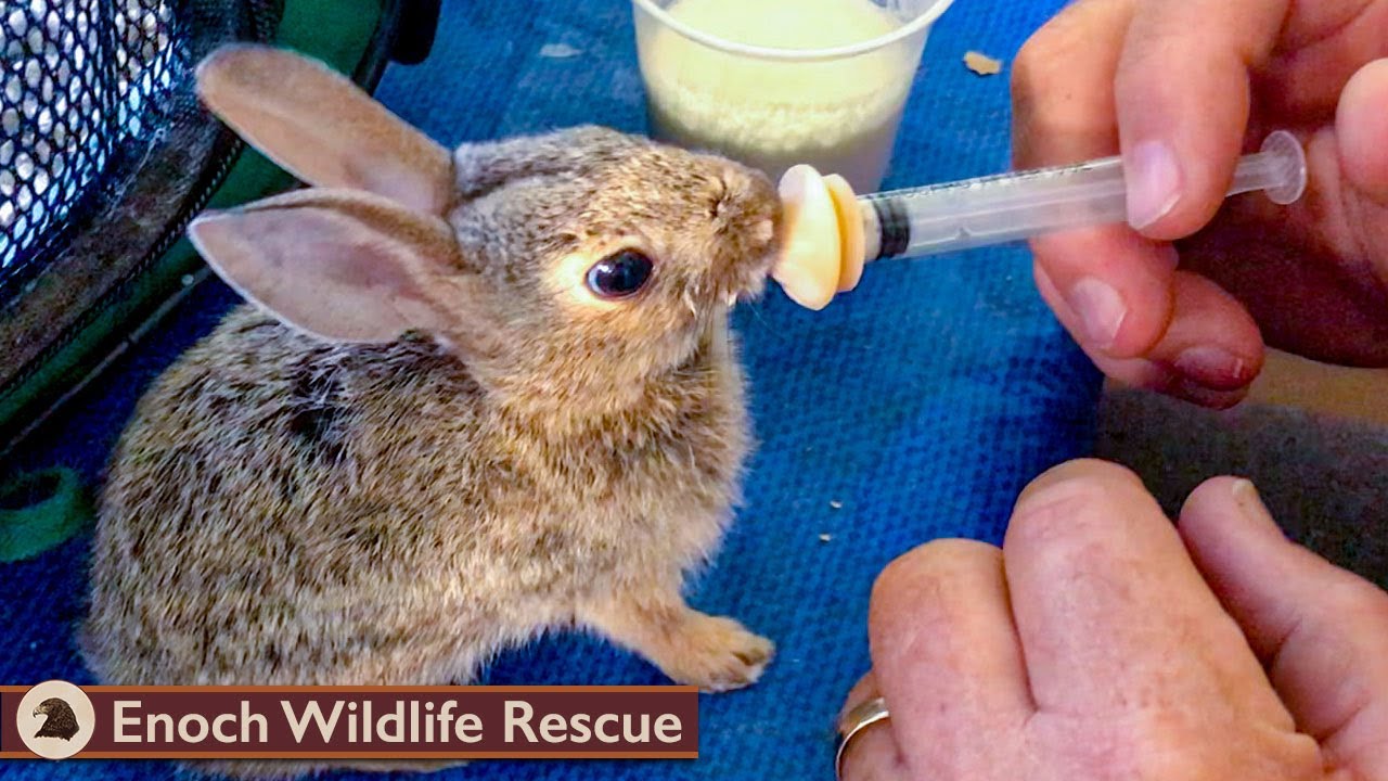 Four Cottontail Rabbits Released to the Wild!