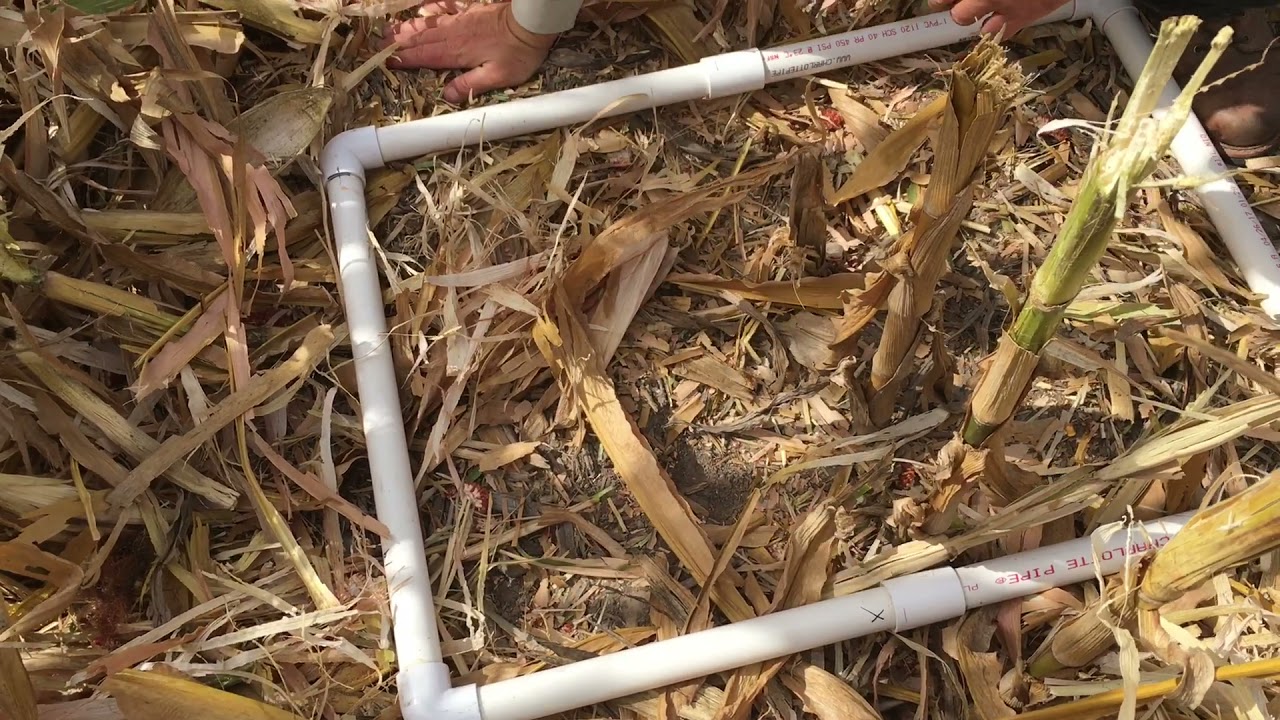 Corn Harvest Losses 2021