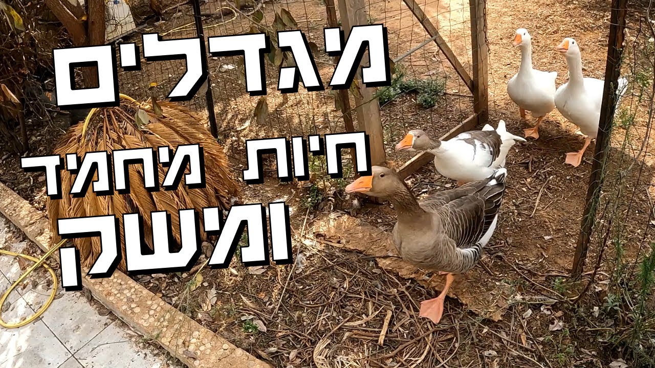 אווזים, תרנגולות ומגוון חיות נוספות - על התנאים החשובים לגידול
