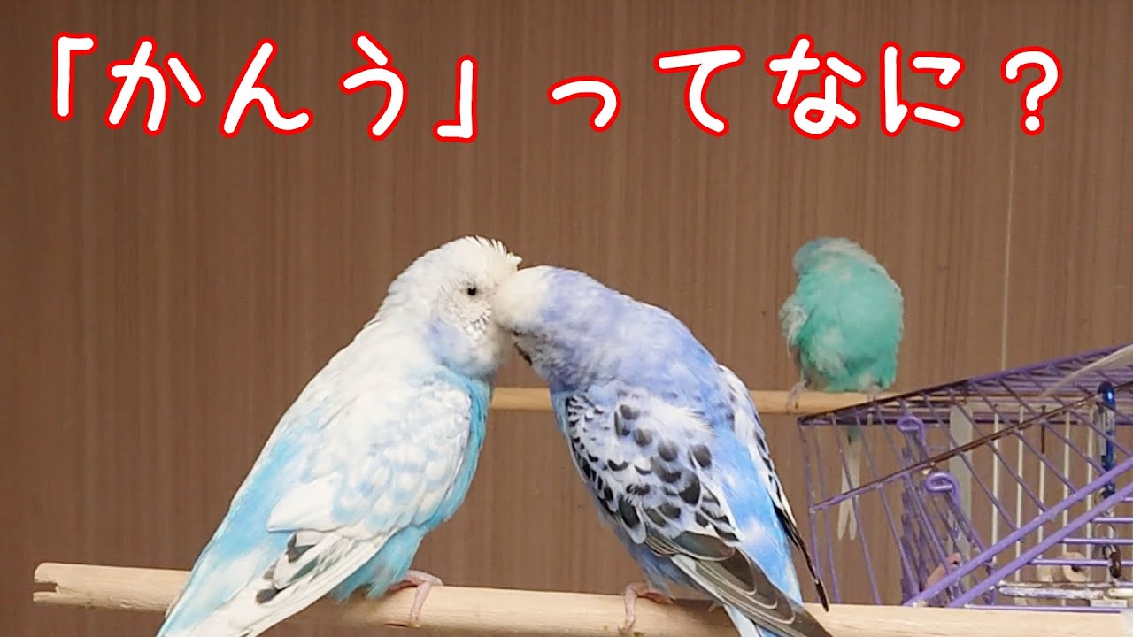 「かんう」ってなに？（換羽期に入った子の我が家の対処法）