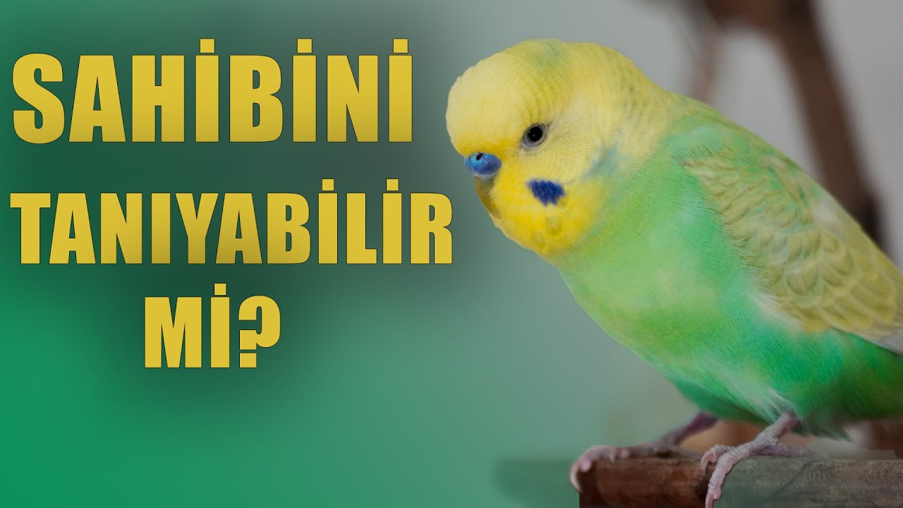 Muhabbet Kuşu Sahibini tanır mı? Evcil Kuşlar sahiplerini tanır mı?