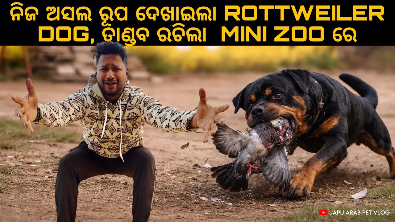 ନିଜ ଅସଲ ରୂପ ଦେଖାଇଲା ROTTWEILER DOG, ତାଣ୍ଡବ ରଚିଲା  MINI ZOO ରେ 😭